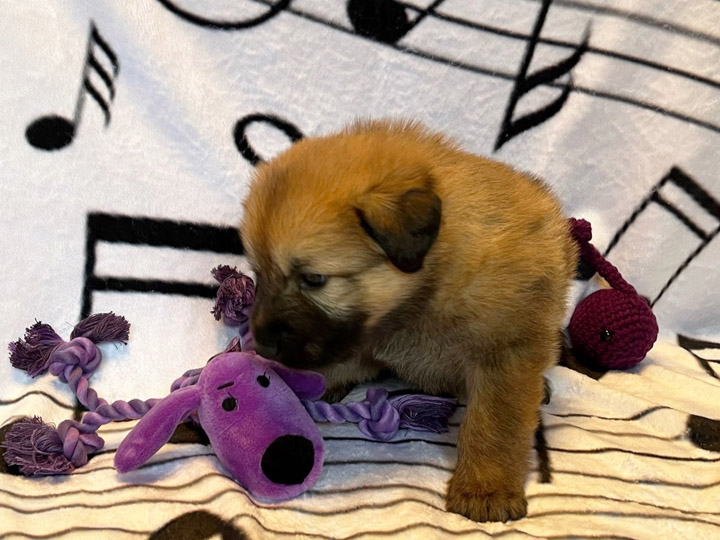 chinook puppy